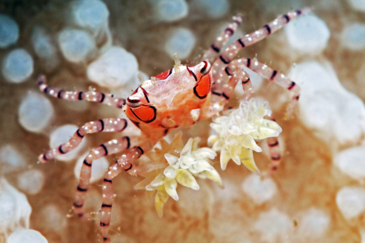 Lybia tessellata - cangrejo boxeador picasso