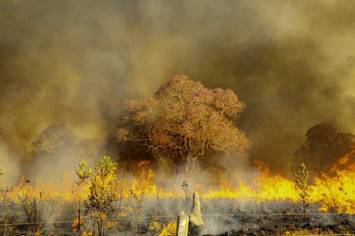 Pantanal : le sanctuaire de biodiversité durement touché par les incendies