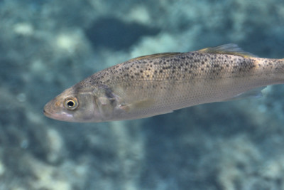 bar tacheté Moronidae