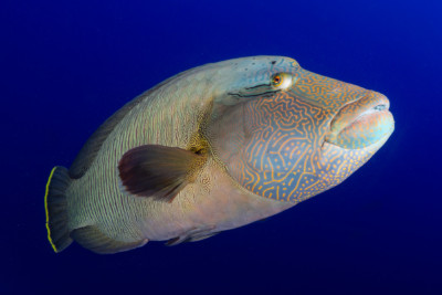 poisson Napoléon Labridae