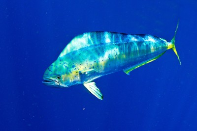 dorade coryphène (mahi-mahi) Coryphaenidae