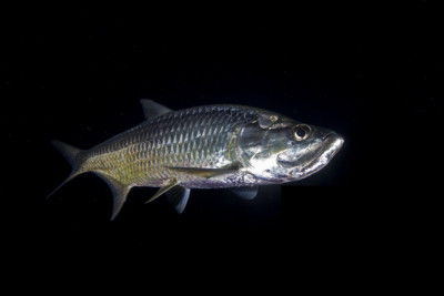 tarpon Megalopidae