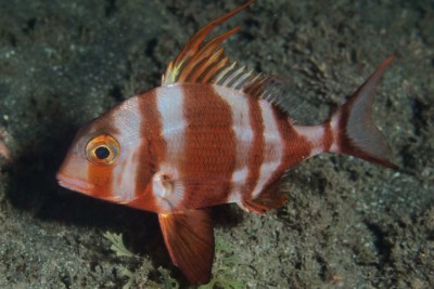 pagre rayé Sparidae