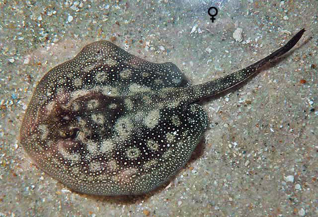 Urobatis jamaicensis - yellow stingray