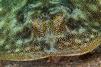 yellow stingray Urotrygonidae