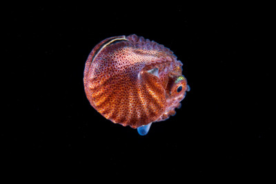 Argonaute Argonautidae