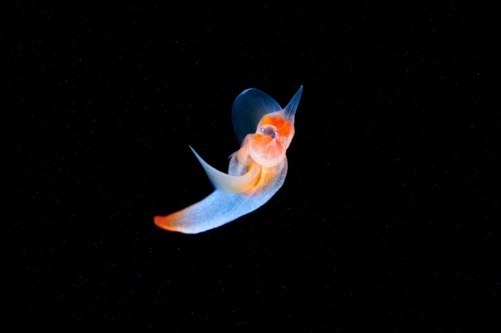 Clione limacina - ange de mer