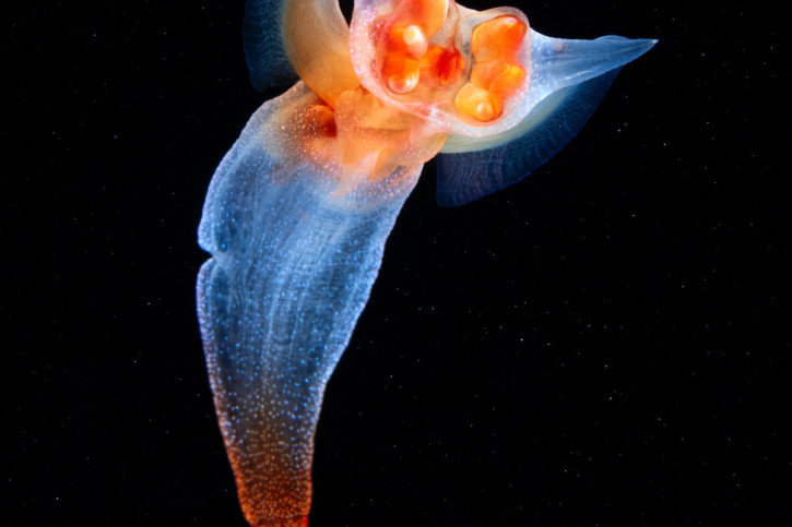 Clione limacina - ange de mer