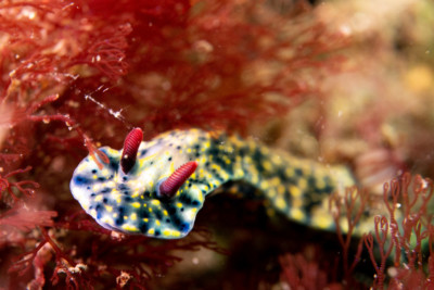 nudibranche obscure Chromodorididae
