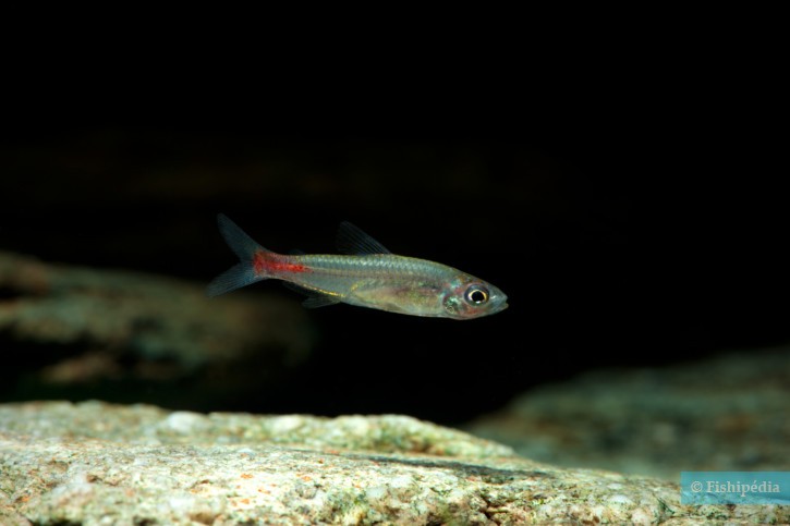 Brittanichthys axelrodi