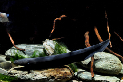 electric eel Espèce : electric eel