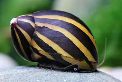 nérite tacheté Neritidae