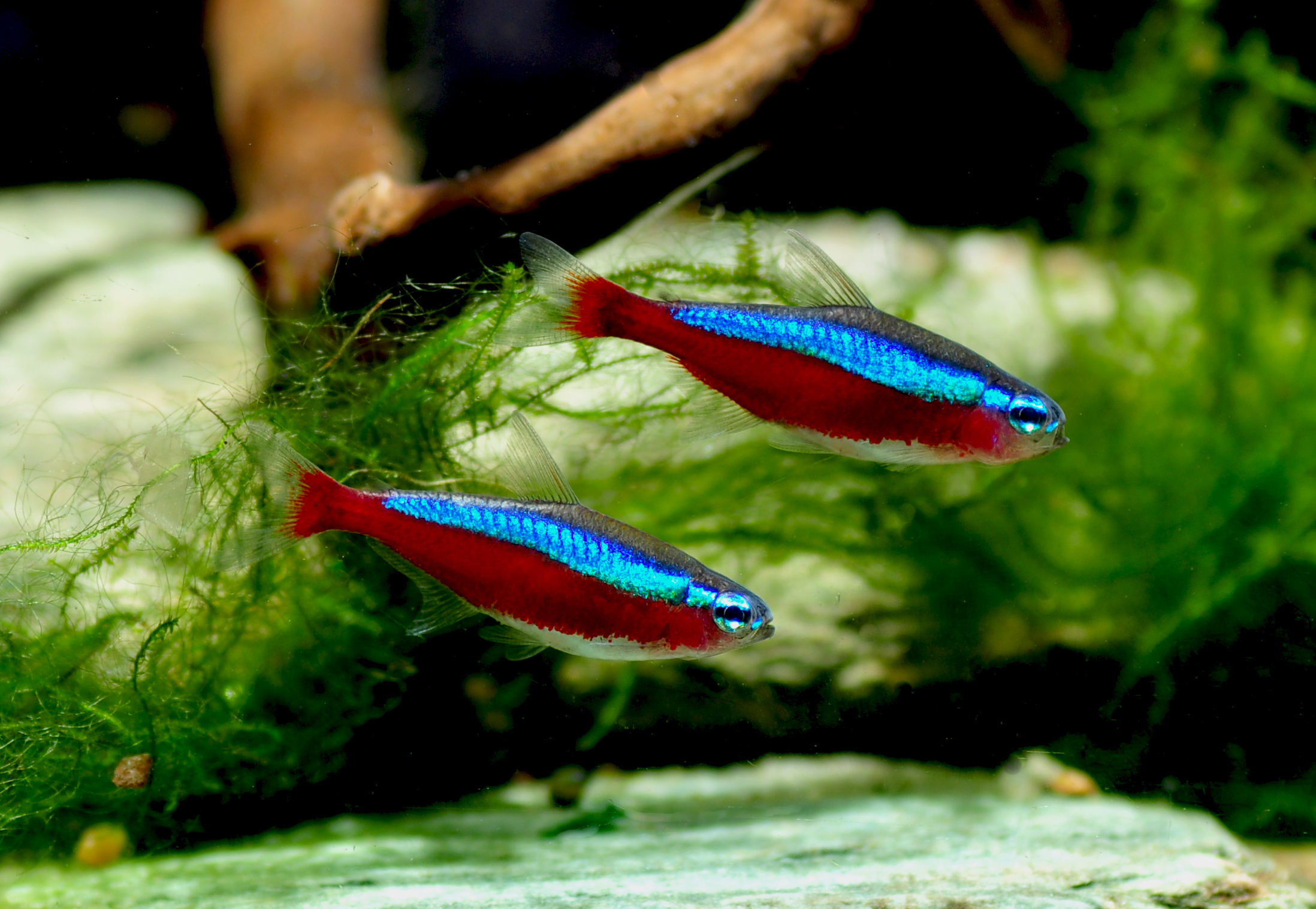 Cardinal Tetra (Paracheirodon axelrodi)