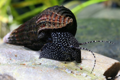 Tylomelania patriarchalis Pachychilidae