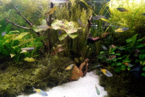 Asie - nvelle Guinée