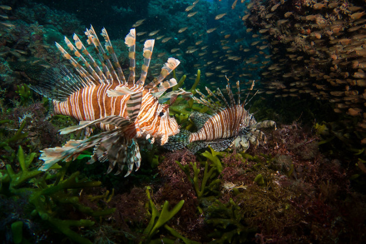 Qui sont les animaux marins les plus venimeux d’Australie ?
