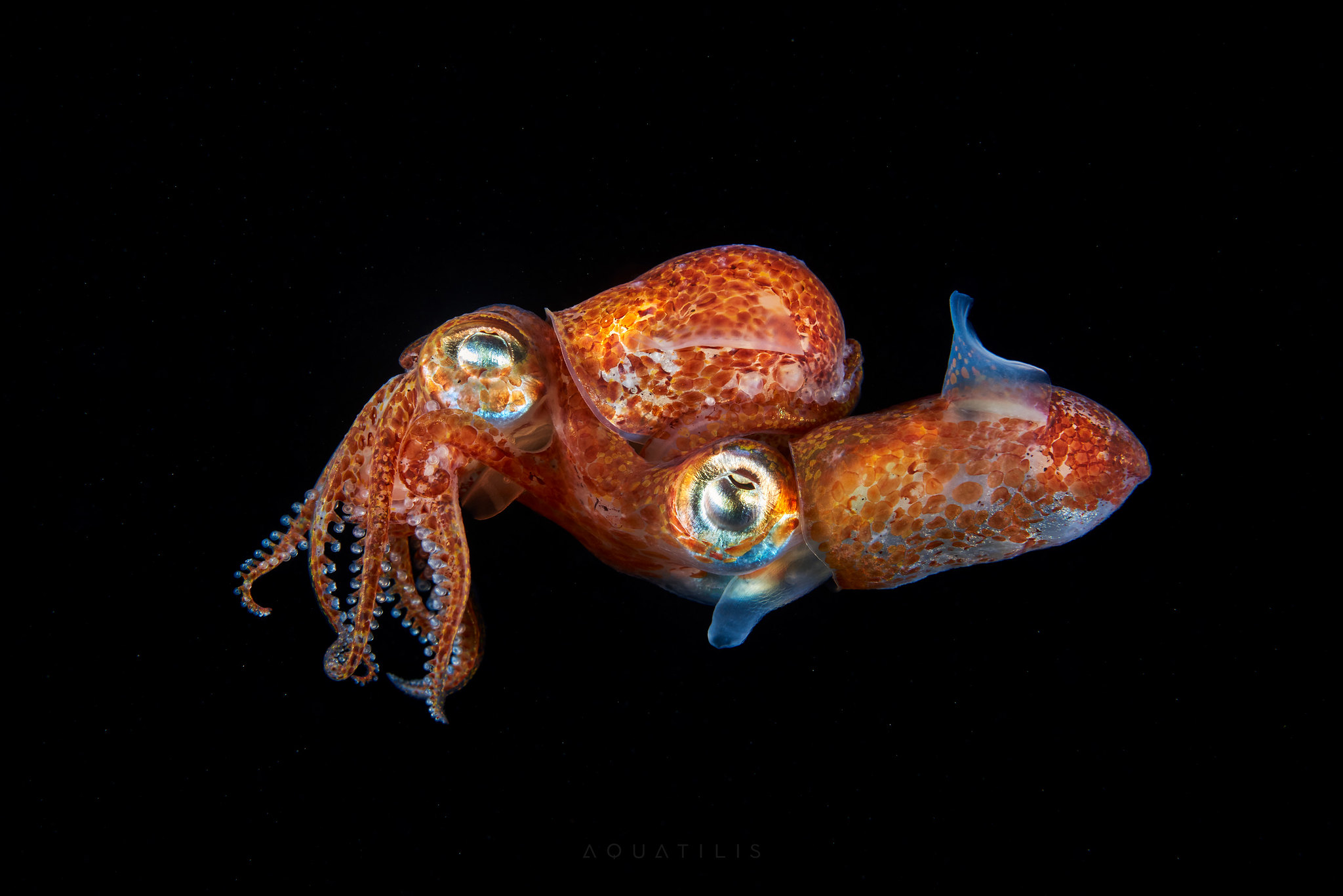 Les archives de Fishipedia - Consultez tous les articles