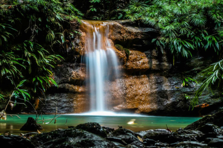 Un nouveau Rasbora décrit sur l’île de Bornéo
