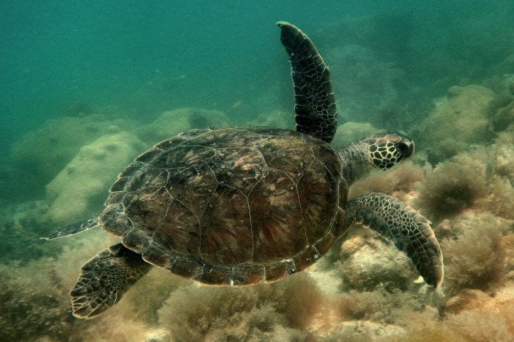 Chelonia mydas - green turtle