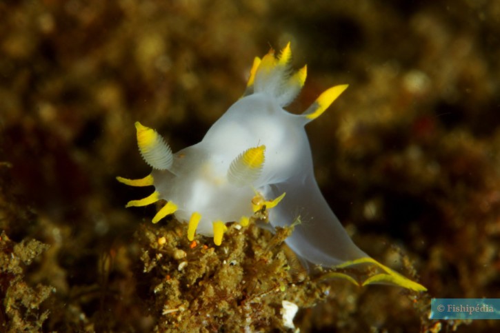 photographie - João Pedro Silva