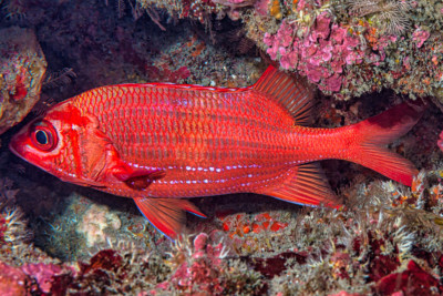 poisson-écureuil à ligne bleue Holocentridae