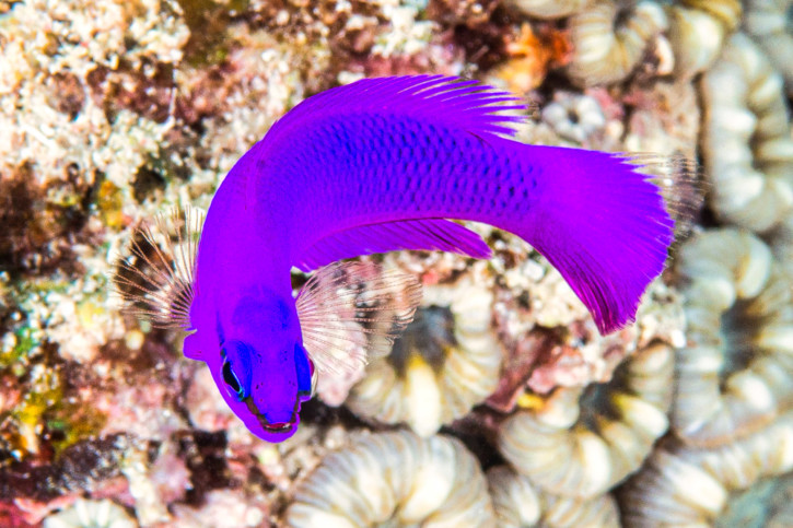 Pseudochromis fridmani