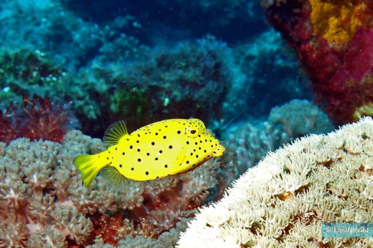 Ostracion cubicus - yellow boxfish