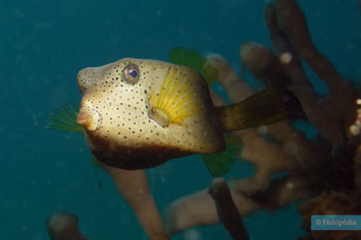 Ostracion cubicus - yellow boxfish