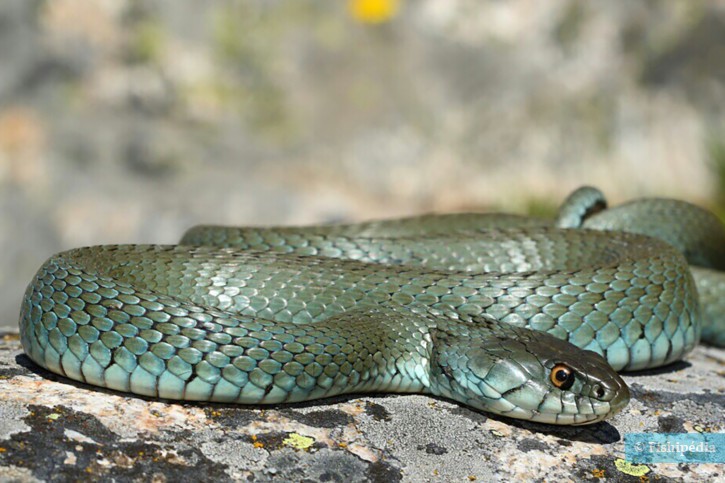 Natrix astreptophora