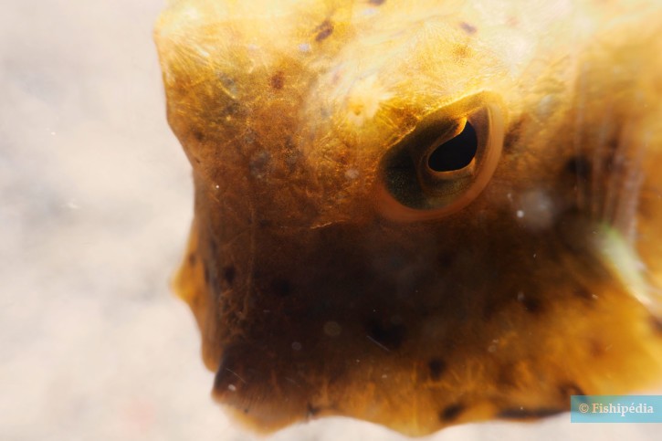 Ostracion cubicus - yellow boxfish