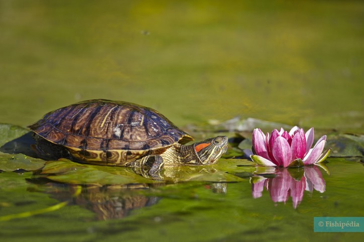 Trachemys scripta - pond slider