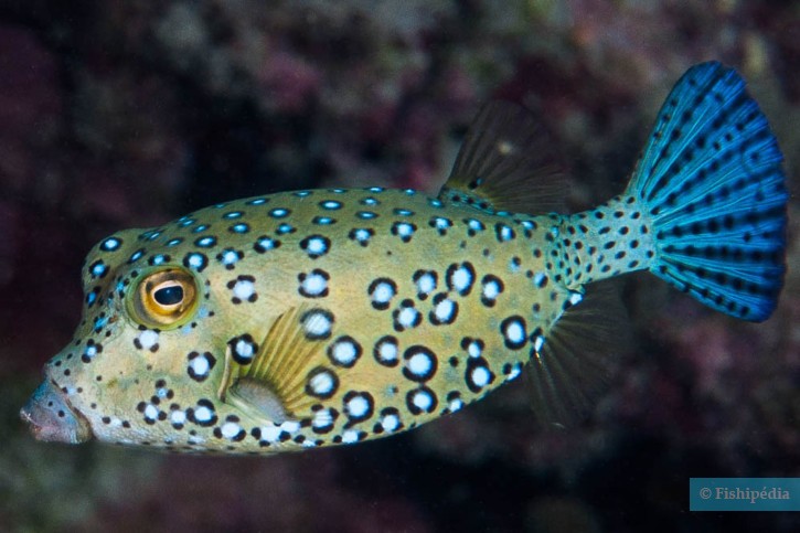 Ostracion cubicus - yellow boxfish