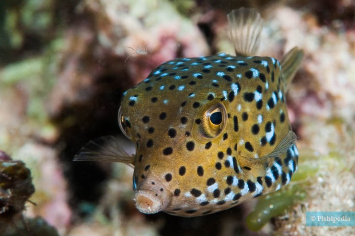 Ostracion cubicus - yellow boxfish