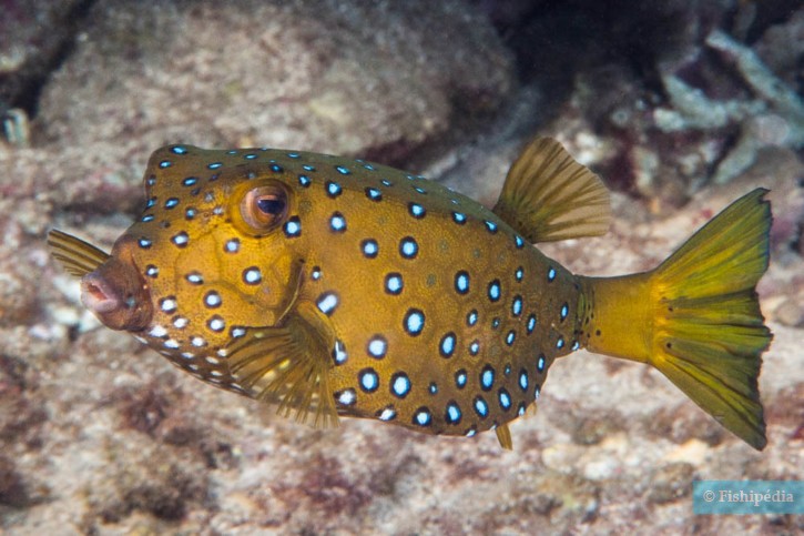 Ostracion cubicus - yellow boxfish