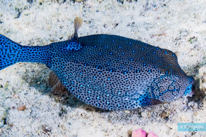 Ostracion cubicus - yellow boxfish
