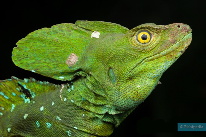 Basiliscus plumifrons - green basilisk