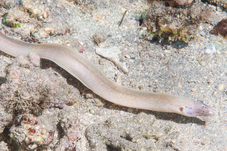 Gymnothorax griseus - geometric moray
