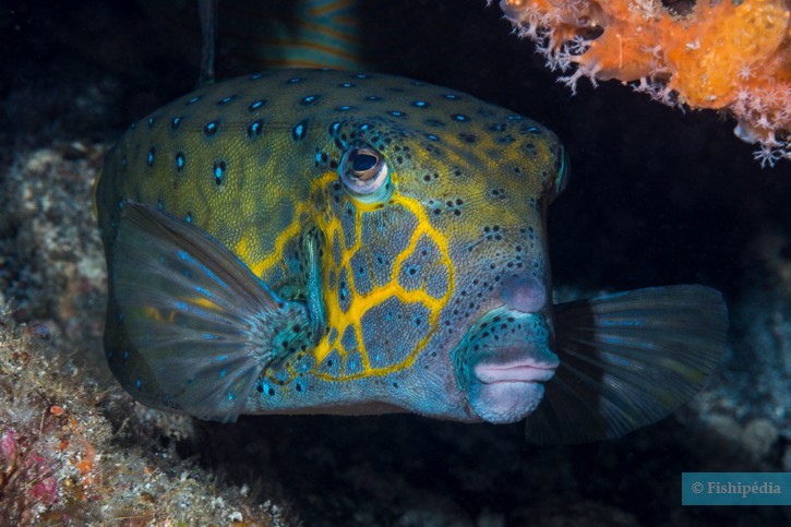 Ostracion cubicus - yellow boxfish