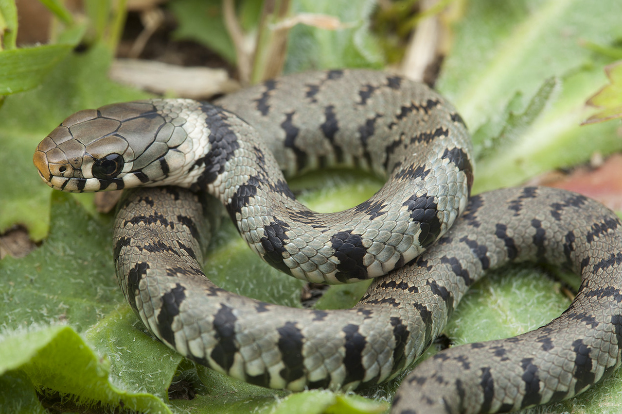 File:Natrix natrix playing dead.jpg - Wikimedia Commons