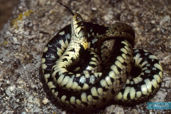 photographie - Bernard Dupont