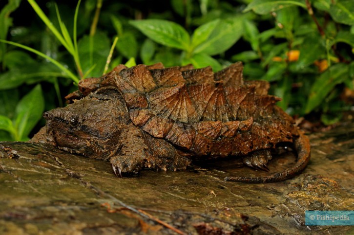 Macrochelys temminckii