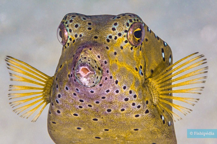 Ostracion cubicus - yellow boxfish