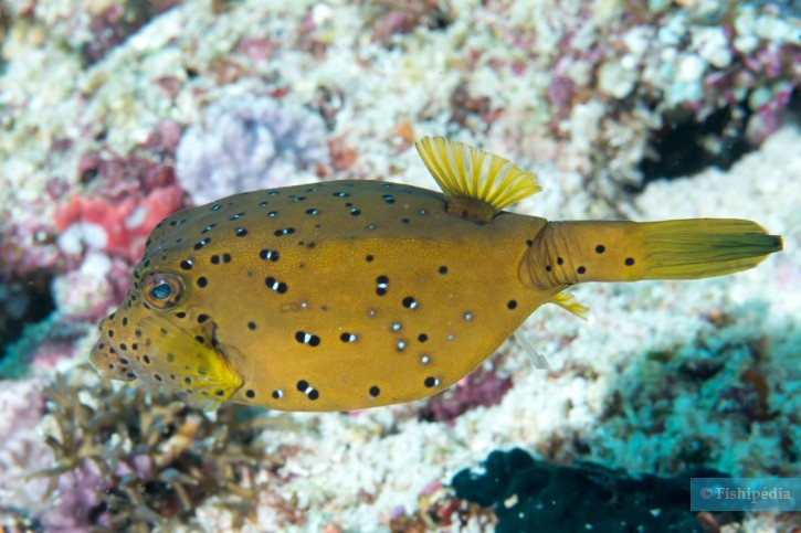 Ostracion cubicus - yellow boxfish