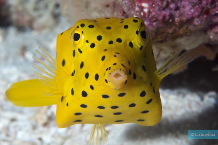 Ostracion cubicus - yellow boxfish