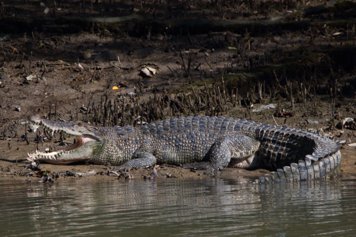 Crocodylus porosus