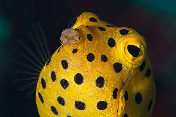 Ostracion cubicus - yellow boxfish