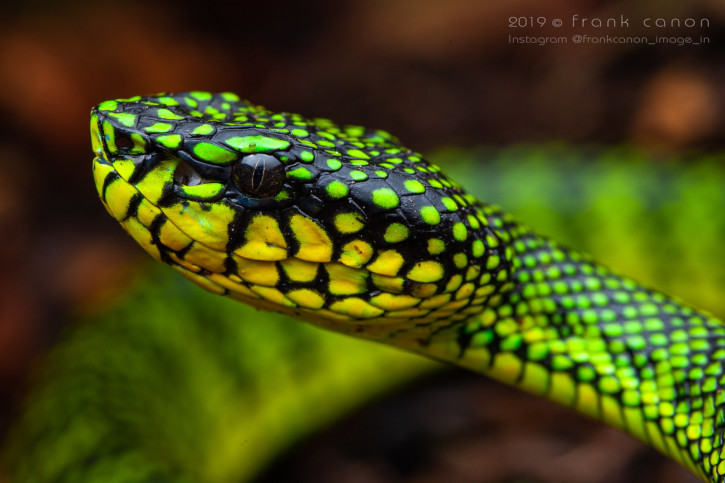 photographie - Frank Deschandol