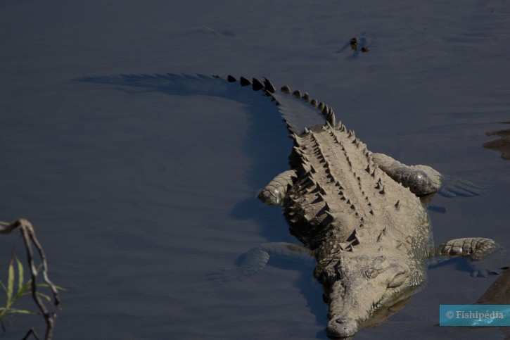 Crocodylus acutus - american crocodile