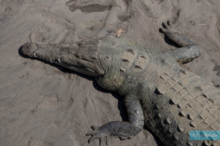 Crocodylus acutus - american crocodile