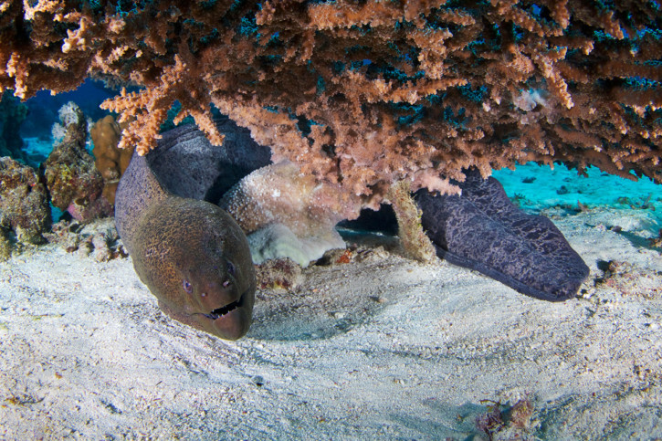 Gymnothorax javanicus - giant moray